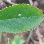 Aronia arbutifolia Feuille