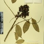 Zanthoxylum oxyphyllum ᱮᱴᱟᱜ