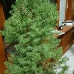 Picea laxa Folha