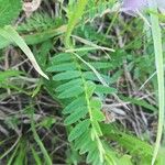 Astragalus danicus Blatt