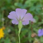 Eudianthe coeli-rosa Flower