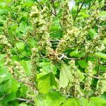 Fothergilla major Hoja