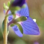 Veronica fruticans Fleur