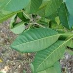 Esenbeckia leiocarpa Leaf