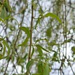 Salix × pendulina Leaf