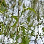 Salix × pendulina পাতা