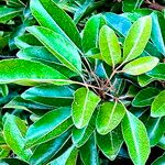 Aglaia elaeagnoidea Deilen