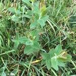 Hypericum hirsutum Leaf