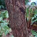 Rhododendron arboreum Bark