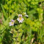 Euphrasia stricta പുഷ്പം