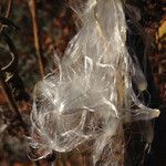 Asclepias curassavica Fruit