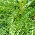 Pedicularis comosa Folla