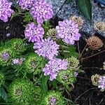 Iberis umbellata Libunga