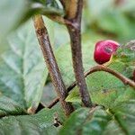 Cotoneaster bullatus 樹皮