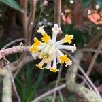 Edgeworthia chrysantha Квітка