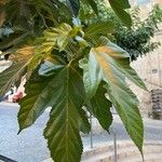 Morus kagayamae Leaf