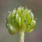 Ranunculus canus Fruct
