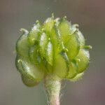 Ranunculus canus Fruto