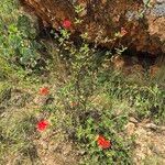 Rhodopentas parvifolia Flor