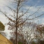 Ceiba pentandra 整株植物