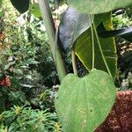 Aristolochia grandiflora Fuelha