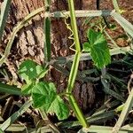 Cissus quadrangularis Blatt