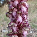 Himantoglossum robertianum Kvet