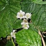 Rubus horrefactus