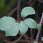 Rubus elegantispinosus ᱮᱴᱟᱜ