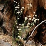 Eriogonum nudum Habitat