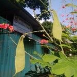 Caesalpinia pulcherrima Fruit