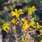 Anigozanthos humilis Flor