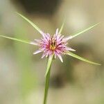 Tragopogon angustifolius 花