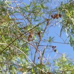 Searsia lancea Frucht