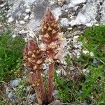 Orobanche artemisiae-campestris Fleur
