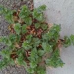 Veronica arvensis 整株植物