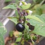 Solanum nigrum Fruto