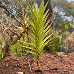 Earina deplanchei Leaf