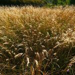 Bromus secalinus Gyümölcs