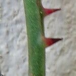 Smilax aspera Mosusu