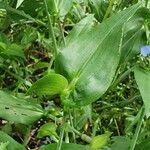 Commelina diffusa Blad