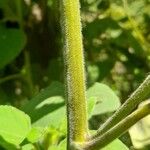 Tithonia tubaeformis Rinde