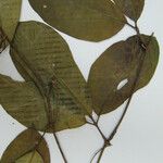 Psiguria triphylla अन्य