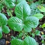 Rubus foliosus पत्ता