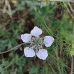 Nigella arvensis Floare