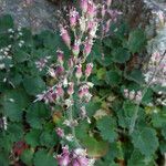 Heuchera rubescens Celota