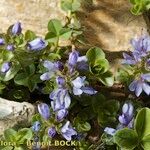 Veronica nummularia Other