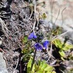 Veronica bellidioides Fula