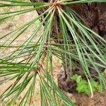 Pinus nigra Φύλλο