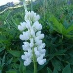 Lupinus albus Flor